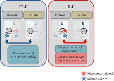 Differential Glial Activation in Early Epileptogenesis—Insights From Cell-Specific Analysis of DNA Methylation and Gene Expression in the Contralateral Hippocampus